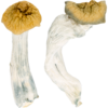 Buy Lyophilized Goldmember Magic Mushrooms