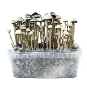 Buy hawaiian magic mushrooms online Washington.