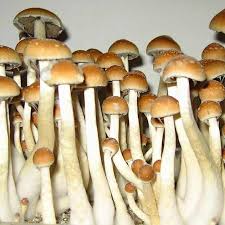 Buy Golden Teacher Mushrooms Georgia
