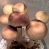 Buy Pink Buffalo Mushroom online Georgia