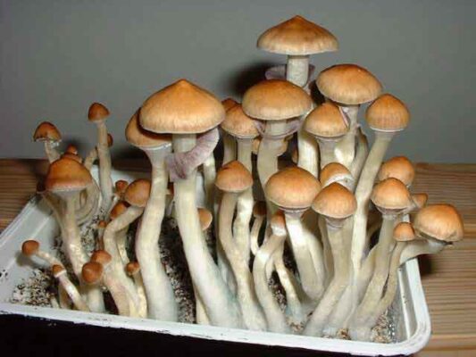 Buy psilocybe azurescens mushroom online.